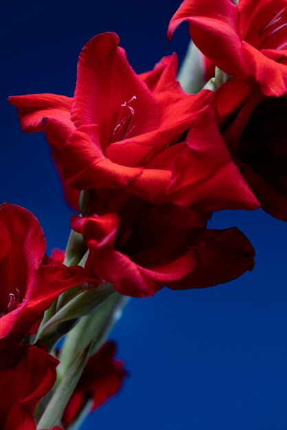 Feche os detalhes da flor de gladíolo