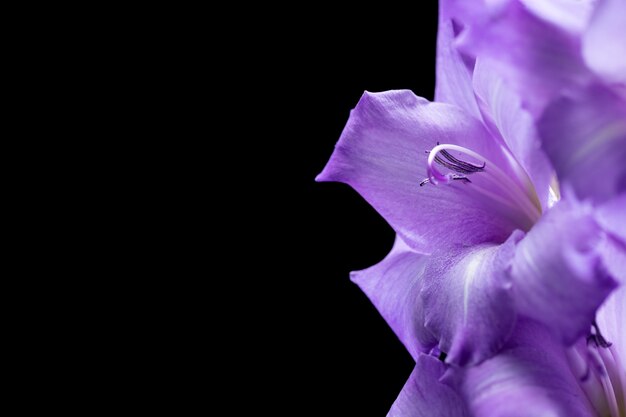 Feche os detalhes da flor de gladíolo