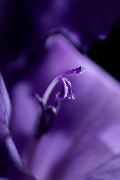 Feche os detalhes da flor de gladíolo