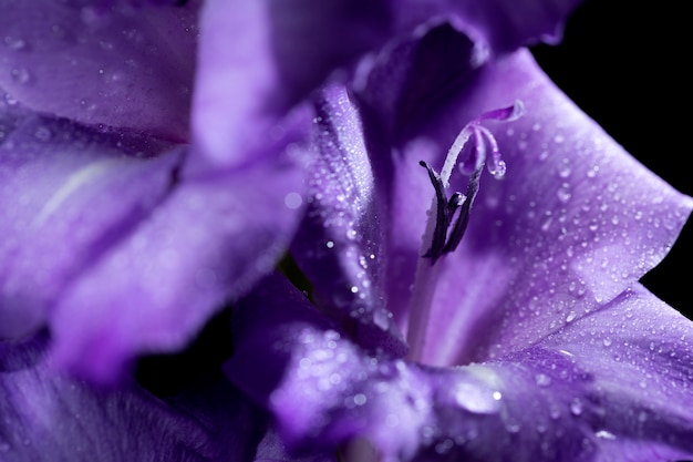 Feche os detalhes da flor de gladíolo