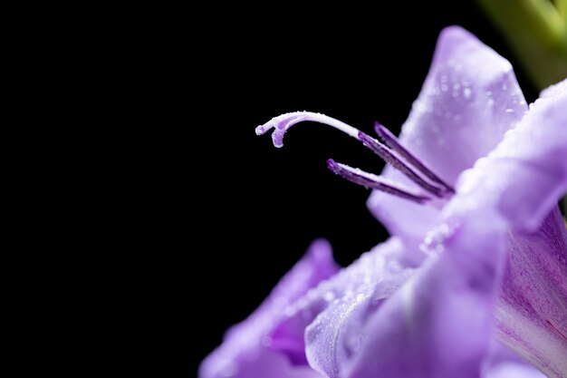 Feche os detalhes da flor de gladíolo