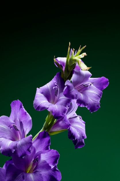 Feche os detalhes da flor de gladíolo