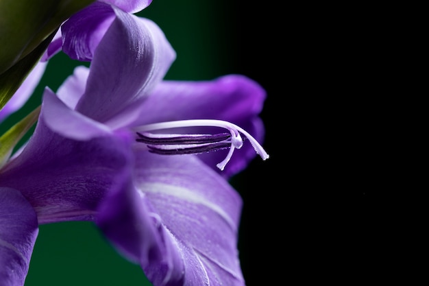 Feche os detalhes da flor de gladíolo