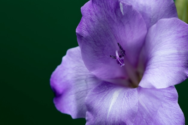 Feche os detalhes da flor de gladíolo