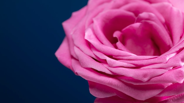 Feche os detalhes da flor rosa