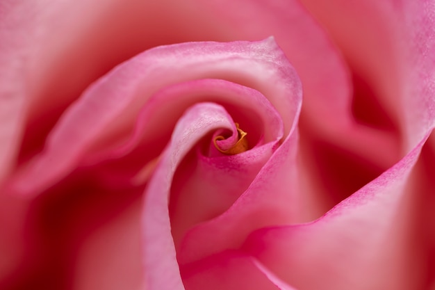 Foto grátis feche os detalhes da flor rosa