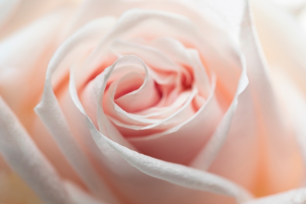 Feche os detalhes da flor rosa