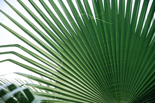 Feche texturas de folhas verdes, linhas retas