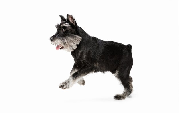 Felicidade. Filhote de cachorro doce fofo de cão Schnauzer diminuto ou animal de estimação posando isolado na parede branca. Conceito de movimento, amor de animais de estimação, vida animal. Parece feliz, engraçado. Copyspace para anúncio. Brincando, correndo.