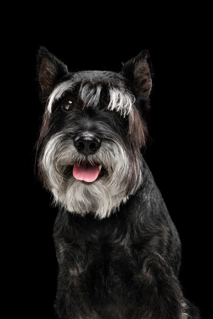 Felicidade. Filhote de cachorro doce fofo de cão Schnauzer diminuto ou animal de estimação posando isolado na parede preta. Conceito de movimento, amor de animais de estimação, vida animal. Parece feliz, engraçado. Copyspace para anúncio. Brincando, correndo.