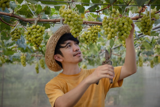 Feliz agricultor asiático colhendo frutas frescas de uva orgânica doce em estufa