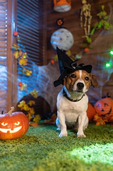 Feliz dia das bruxas. cachorro pet jack russell terrier em traje e no fundo de abóboras lanternas de fumaça esqueletos para o halloween assustador