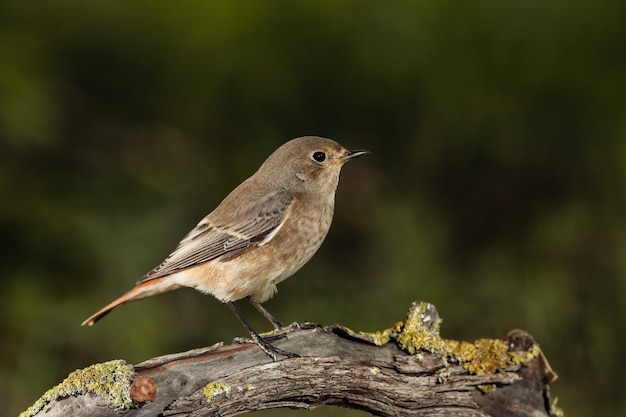 Fêmea comum Redstart Phoenicurus phoenicurus, Malta, Mediterrâneo