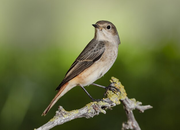 Fêmea comum Redstart Phoenicurus phoenicurus, Malta, Mediterrâneo,