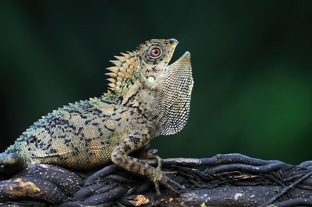Fêmea de dragão da floresta de lagarto no galho com fundo natural animal fechado