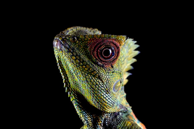 Fêmea de dragão da floresta de lagarto no galho com fundo preto