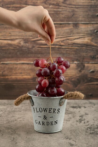 Feminino mão levando cacho de uvas vermelhas de balde de metal.