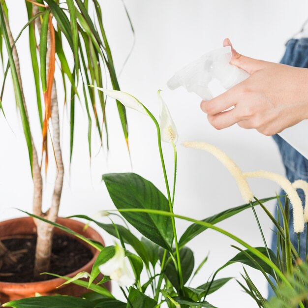 Feminino mão pulverizando água na planta com frasco de spray