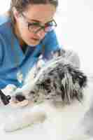 Foto grátis feminino veterinário examinando o cão na clínica