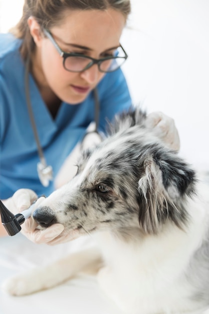 Feminino veterinário examinando o cão na clínica