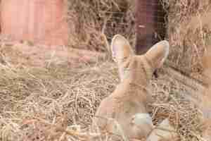 Foto grátis fennec fox ou desert fox