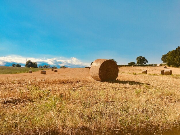 Feno no vasto campo durante o dia