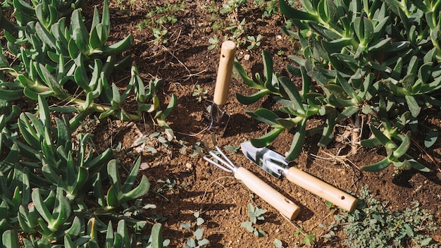 Ferramentas de jardinagem perto de plantas