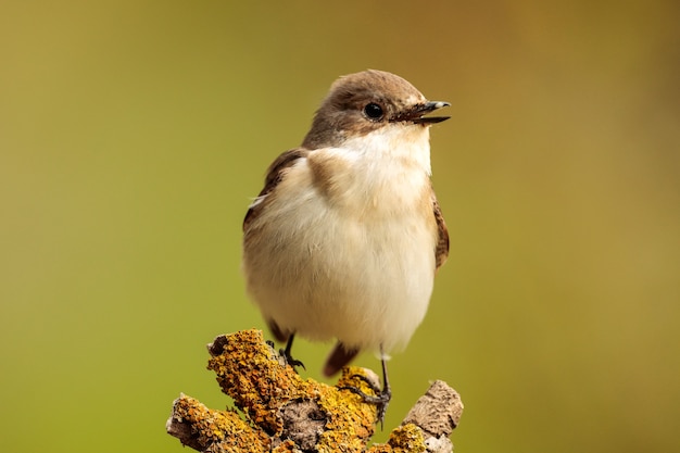 Ficedula hypoleuca fêmea empoleirada em Pied, Malta