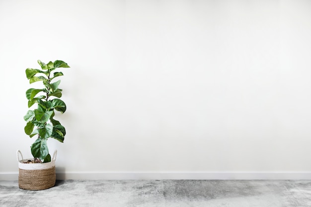 Foto grátis fiddle leaf fig em um quarto