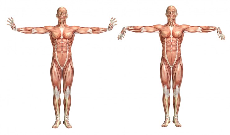 Foto grátis figura 3d médica mostrando extensão de punho e flexão