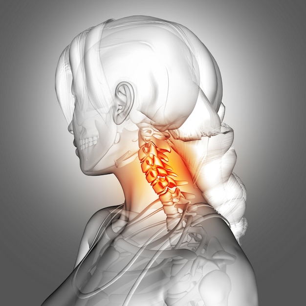 Figura feminina 3d com ossos do pescoço destacados