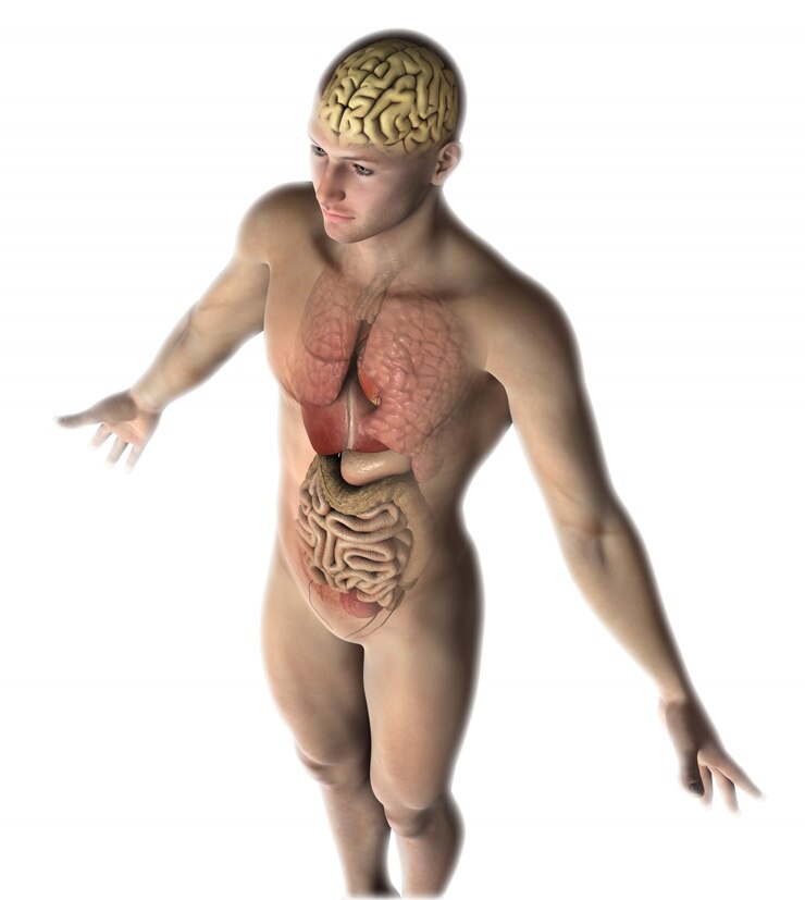 Foto grátis figura masculina 3d com órgãos internos e cérebro