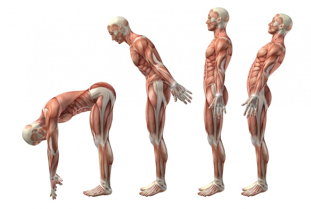 Foto grátis figura médica 3d mostrando flexão, extensão e extensão do tronco