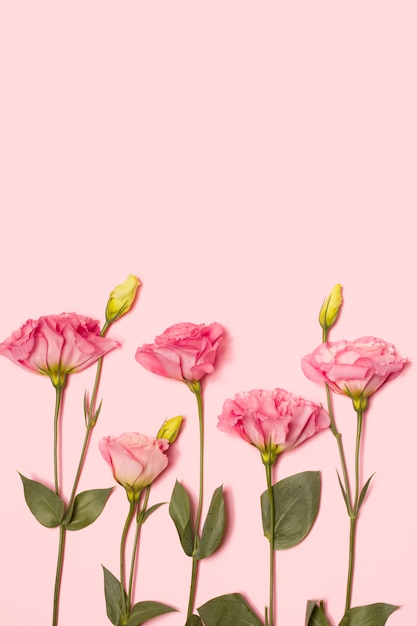 Fila de rosa flores frescas