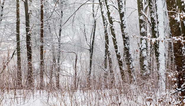 Fileira de árvores nevadas na floresta de inverno após a queda de neve_