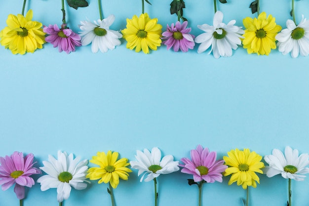 Fileira de topo e fundo amarelo; branco; flores de camomila rosa contra o fundo azul