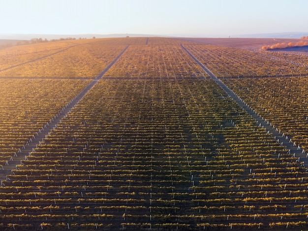 Fileiras de vinhedos verdes e vermelhos ao pôr do sol na Moldávia