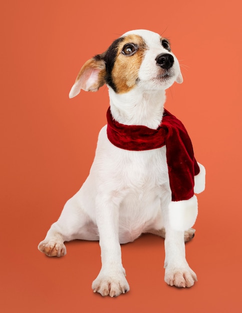 Filhote de cachorro adorável Jack Russell Retriever vestindo um lenço de Natal