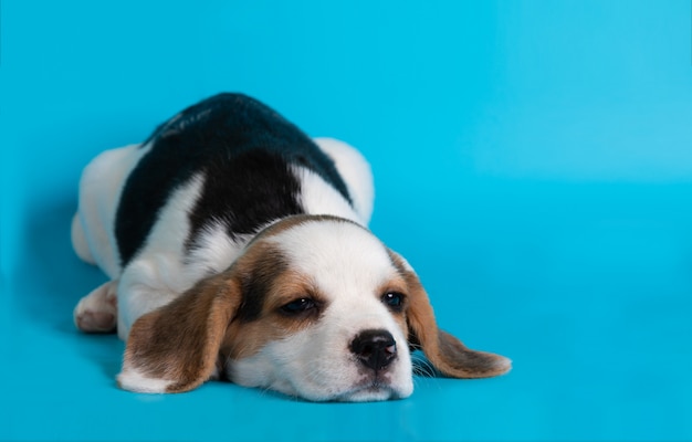 Filhote de cachorro beagle dormindo em fundo azul