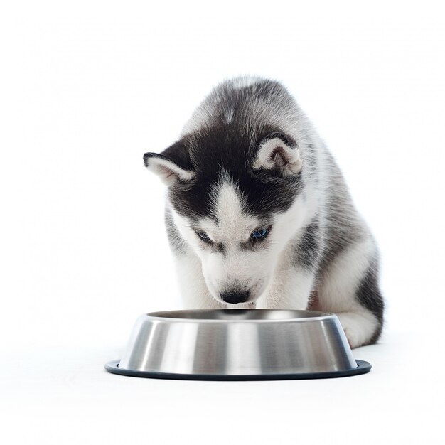 Filhote de cachorro do cão husky siberiano cinza cheirando e bebendo água de uma placa de prata arredondada. Cachorro peludo, carregado olhando para o prato, brincando. isolar em branco. Lindo animal de estimação.