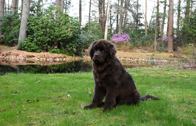 Filhote de cachorro grande da Terra Nova sentado ao lado de um lago