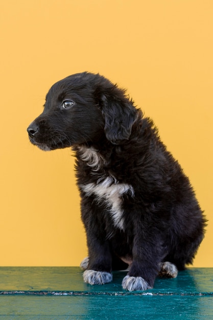 Filhote de cachorro pequeno, olhando para longe