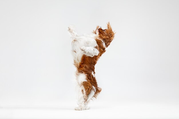 Filhote de cachorro Spaniel brincando no estúdio. Cachorrinho bonito ou animal de estimação está pulando isolado no fundo branco. O Cavalier King Charles. Espaço negativo para inserir seu texto ou imagem. Conceito de movimento, direitos dos animais.