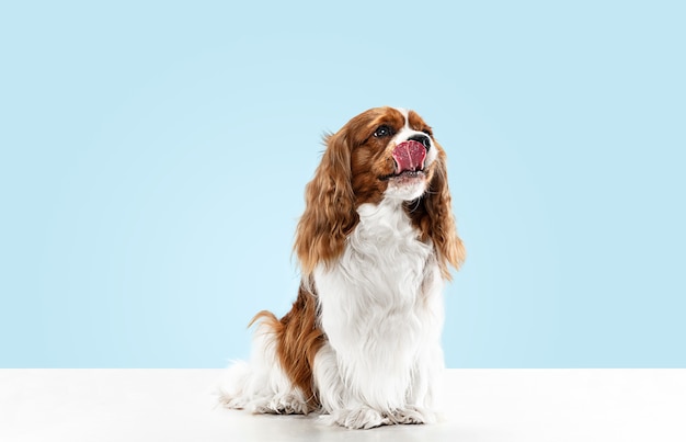 Filhote de cachorro Spaniel brincando no estúdio. Cachorrinho fofo ou animal de estimação está sentado isolado sobre fundo azul. O Cavalier King Charles. Espaço negativo para inserir seu texto ou imagem. Conceito de movimento, direitos dos animais.