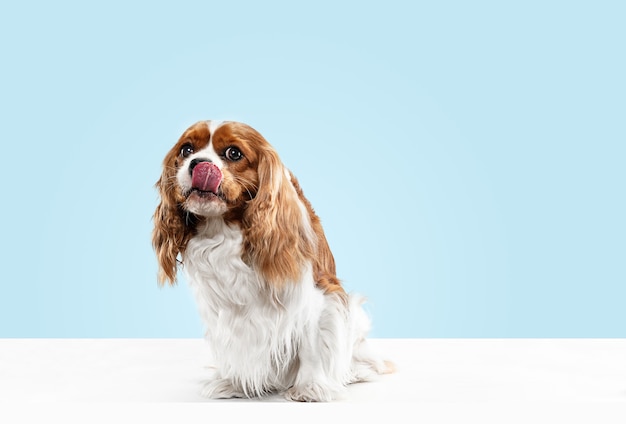 Filhote de cachorro Spaniel brincando no estúdio. Cachorrinho fofo ou animal de estimação está sentado isolado sobre fundo azul. O Cavalier King Charles. Espaço negativo para inserir seu texto ou imagem. Conceito de movimento, direitos dos animais.