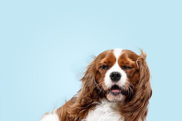 Filhote de cachorro Spaniel brincando no estúdio. Cachorrinho fofo ou animal de estimação está sentado isolado sobre fundo azul. O Cavalier King Charles. Espaço negativo para inserir seu texto ou imagem. Conceito de movimento, direitos dos animais.