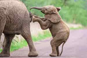 Foto grátis filhote de elefante em pé e empurrando sua mãe