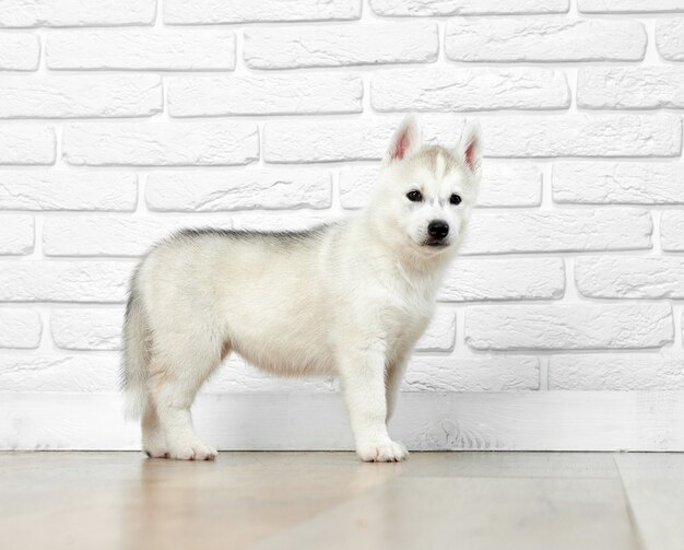 Filhote de husky siberiano interessado, posando, em pé na parede de tijolos brancos, olhando para longe e brincando. Cachorro fofo como o lobo com pêlo carregado e olhos pretos.