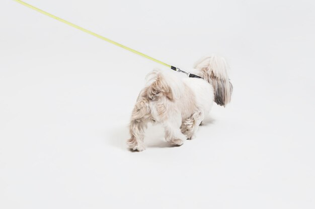 Filhote de Shih-tzu usando laço laranja. Cachorrinho bonito ou animal de estimação está isolado no fundo branco. O Cão Crisântemo. Espaço negativo para inserir seu texto ou imagem.