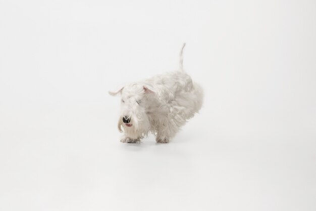 Filhote de terrier preparado com pelo fofo. Cachorrinho branco bonito ou animal de estimação está jogando e executando isolado no fundo branco.